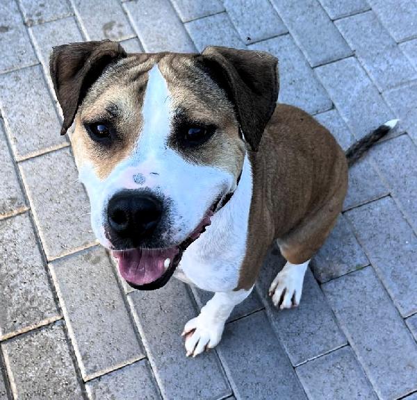 GOLD BELLISSIMO PIT Foto 2